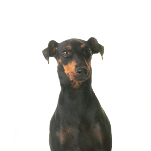 Happiness Is Pets Manchester Terrier