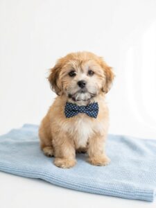 Happiness Is Pets Lhasa Apso puppy available