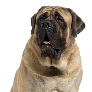 Happiness Is Pets Mastiff