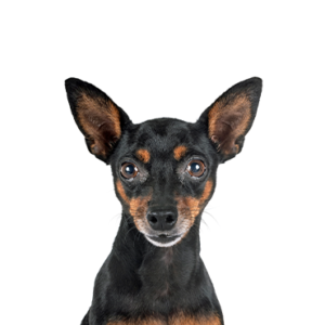 Happiness Is Pets Miniature Pinscher
