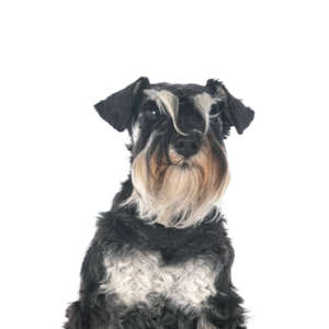 Happiness Is Pets Miniature Schnauzer