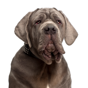 Happiness Is Pets Neapolitan Mastiff