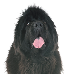 Happiness Is Pets Newfoundland