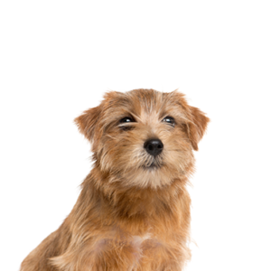 Happiness Is Pets Norfolk Terrier