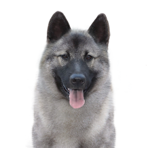 Happiness Is Pets Norwegian Elkhound