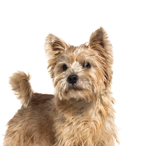 Happiness Is Pets Norwich Terrier