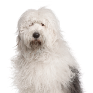 Happiness Is Pets Old English Sheepdog