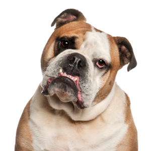 Happiness Is Pets Olde English Bulldogge