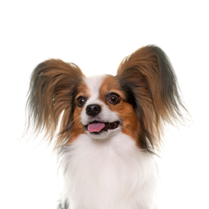 Happiness Is Pets Papillon