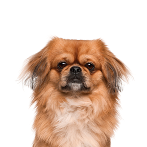Happiness Is Pets Pekingese
