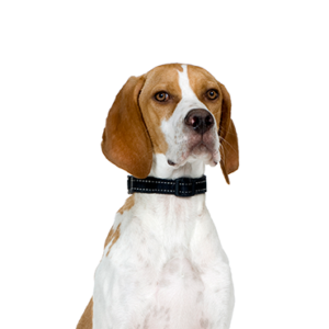 Happiness Is Pets Pointer