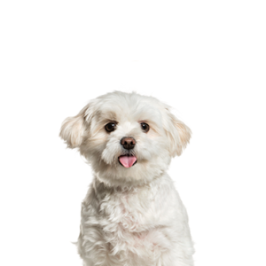 Happiness Is Pets Pomapoo