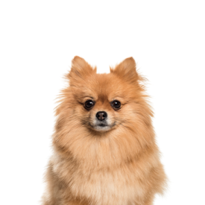 Happiness Is Pets Pomeranian