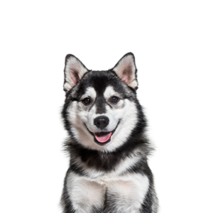 Happiness Is Pets Pomsky