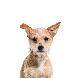 Happiness Is Pets Chipoo