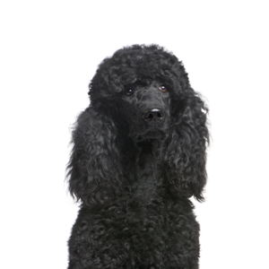 Happiness Is Pets Poodle