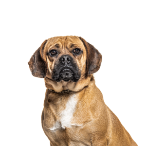 Happiness Is Pets Puggle