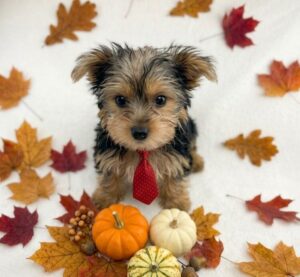 Happiness Is Pets Yorkshire Terrier puppy available