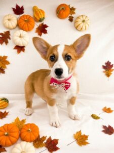 Happiness Is Pets Pembroke Welsh Corgi puppy available