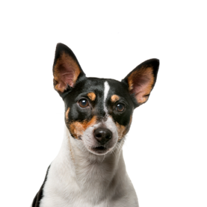 Happiness Is Pets Rat Terrier
