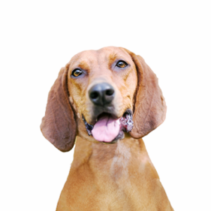 Happiness Is Pets Redbone Coonhound