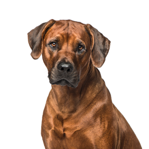 Happiness Is Pets Rhodesian Ridgeback