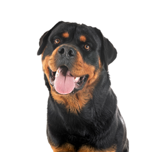 Happiness Is Pets Rottweiler