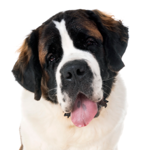 Happiness Is Pets Saint Bernard