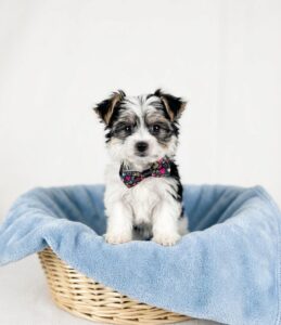 Happiness Is Pets Morkie puppy available