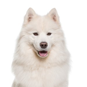Happiness Is Pets Samoyed