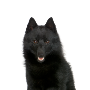 Happiness Is Pets Schipperke