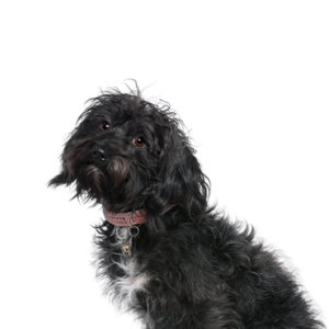 Happiness Is Pets Schnoodle