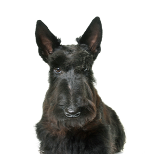 Happiness Is Pets Scottish Terrier