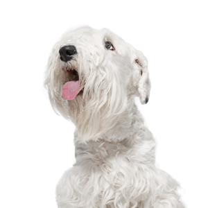 Happiness Is Pets Sealyham Terrier