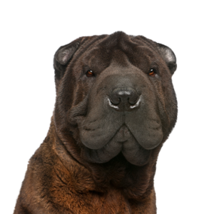 Happiness Is Pets Shar-Pei