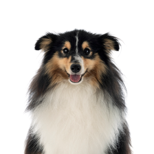 Happiness Is Pets Shetland Sheepdog