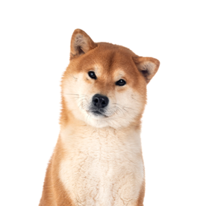 Happiness Is Pets Shiba Inu