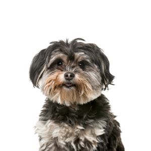 Happiness Is Pets Shih Poo