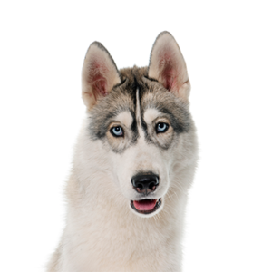 Happiness Is Pets Siberian Husky