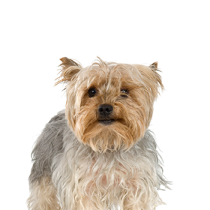 Happiness Is Pets Silky Terrier