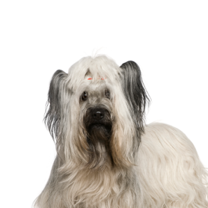 Happiness Is Pets Skye Terrier