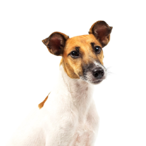 Happiness Is Pets Smooth Fox Terrier