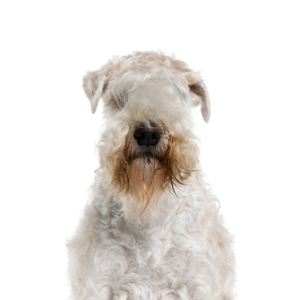 Happiness Is Pets Soft Coated Wheaten Terrier