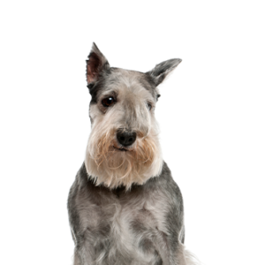 Happiness Is Pets Standard Schnauzer