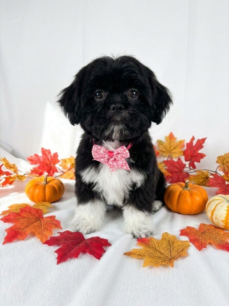 Stella