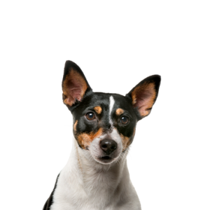 Happiness Is Pets Toy Fox Terrier