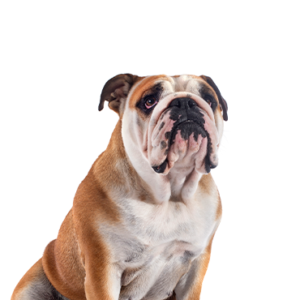 Happiness Is Pets Victorian Bulldog