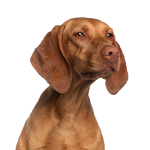 Happiness Is Pets Vizsla