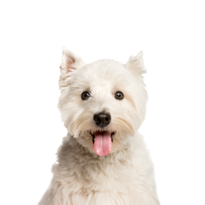 Happiness Is Pets West Highland Terrier