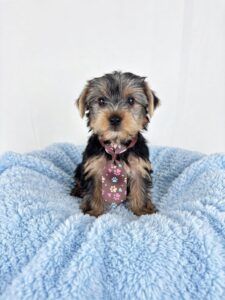 Happiness Is Pets Yorkshire Terrier puppy available